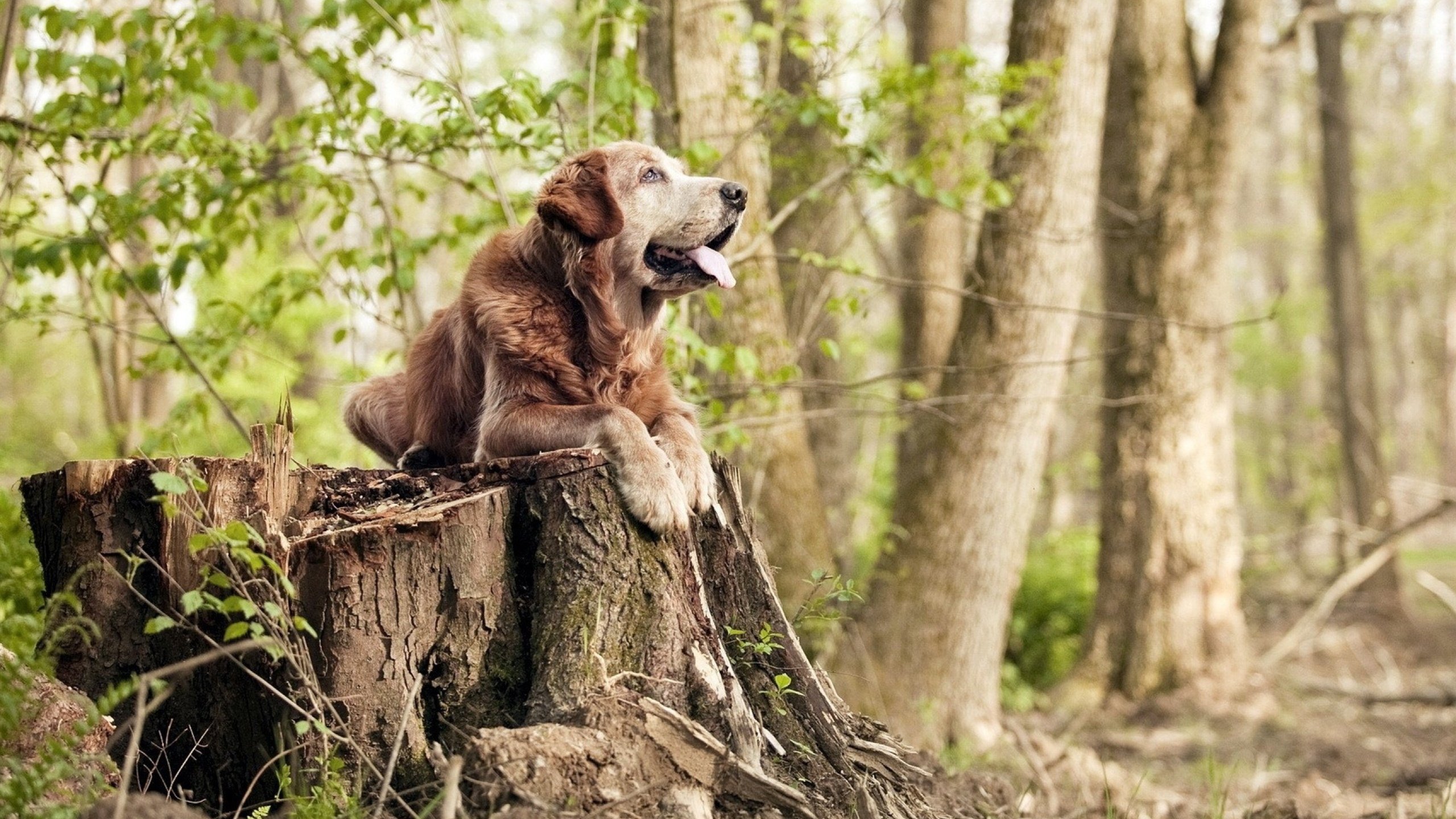 开云在线直播-划水平均周期对比:中国控节奏,美控配速