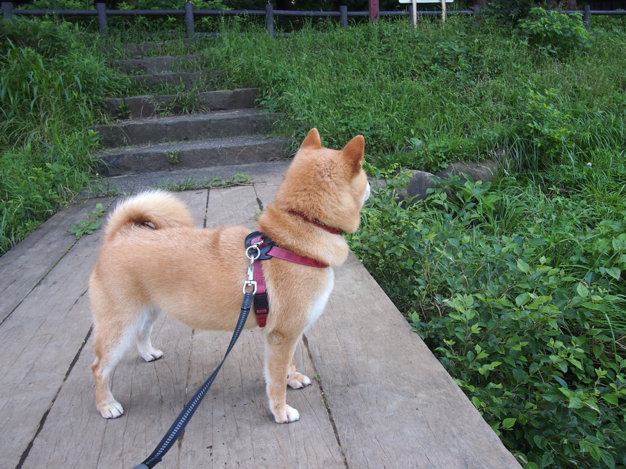 Kaiyun(中国)开云-边后卫传中落点分布是否影响锋线站位策略，边后卫的战术打法