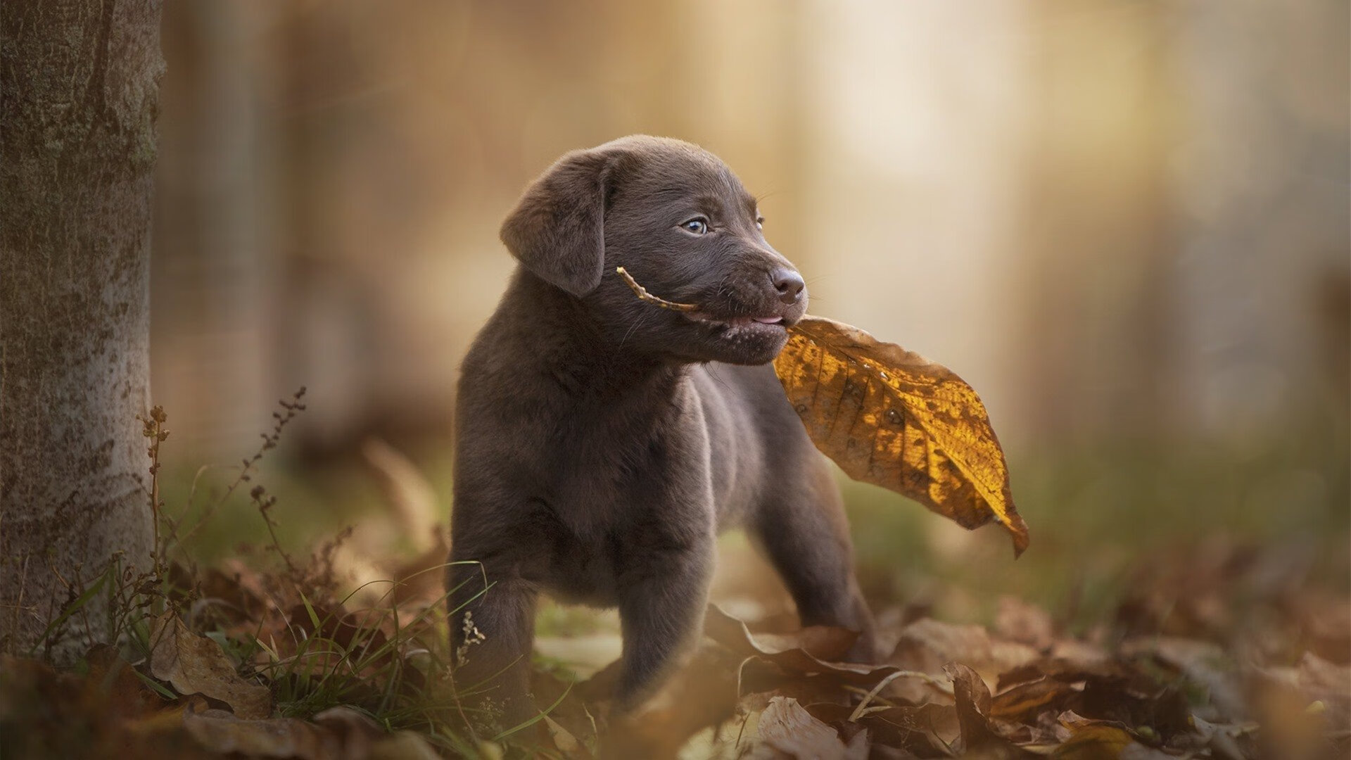 kaiyun登录入口-庞蒂赛场表现引发媒体关注,庞蒂设计作品