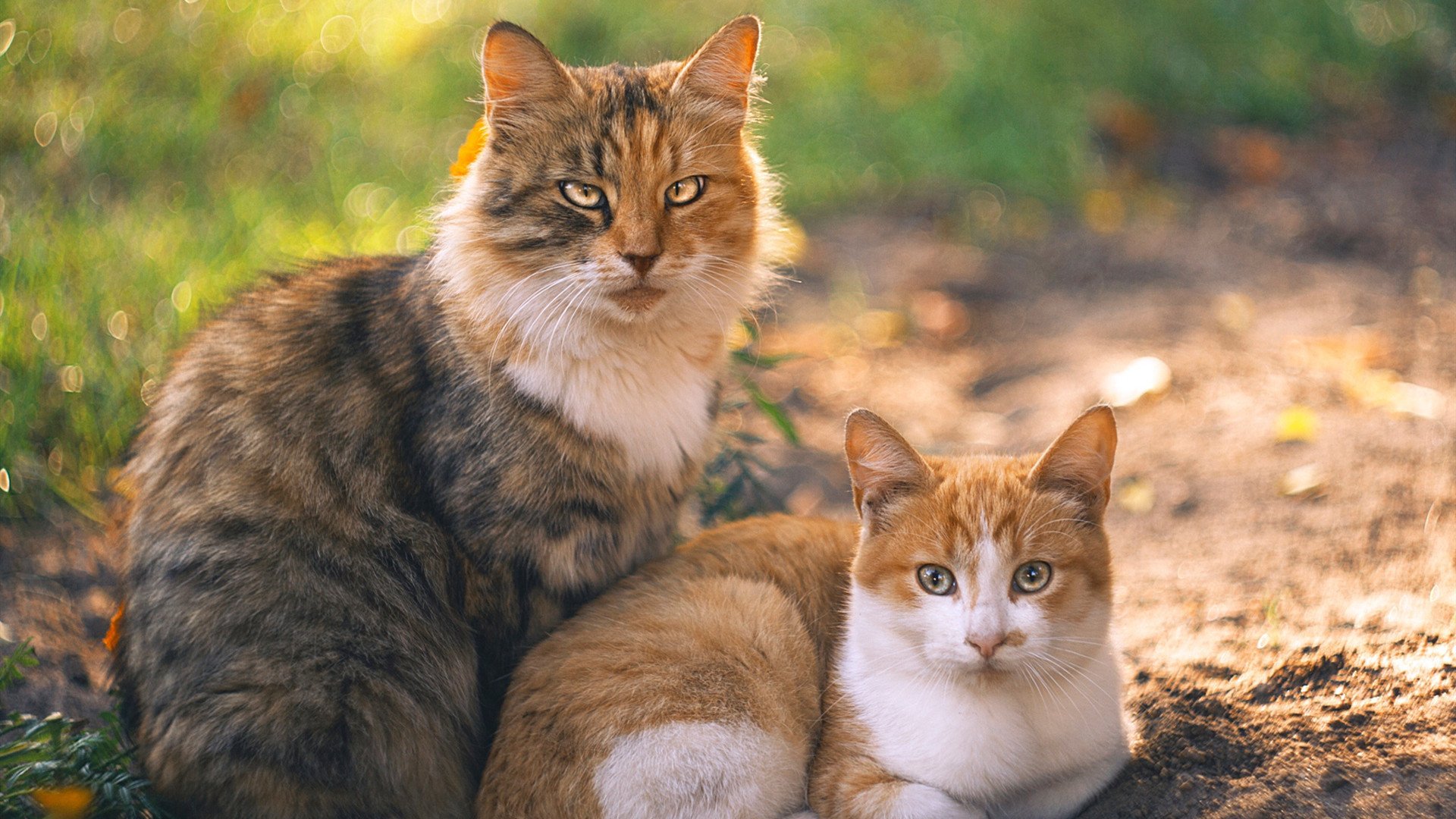 开云·Kaiyun网页版-荷兰队在欧洲预赛中表现出色,提前晋级希望升腾