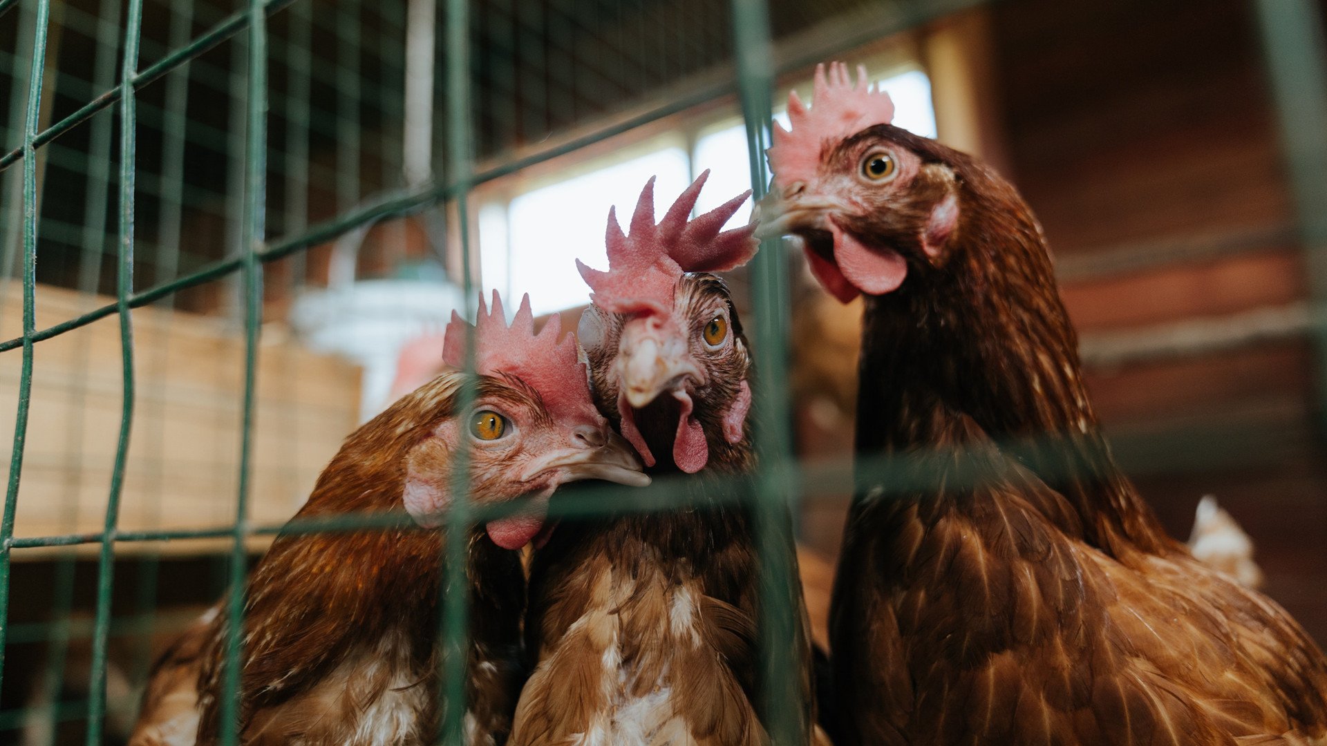 Kaiyun官方登录入口-裁判争议判罚引发球员联名申诉,纪律委员会介入,裁判被球员群殴